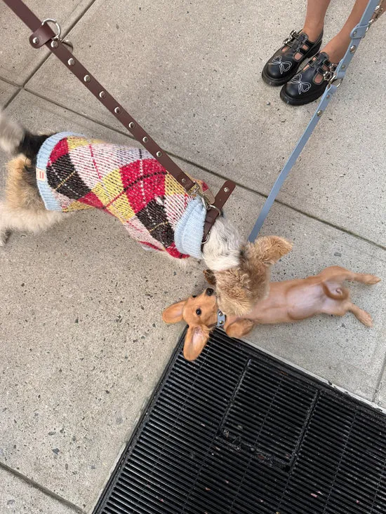 Pet Women Dog Sweater Cirque Argyle Lisa Says Gah